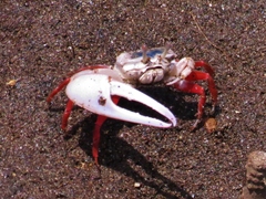 Leptuca stenodactylus
