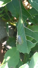 Chinavia erythrocnemis