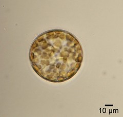 Actinoptychus senarius