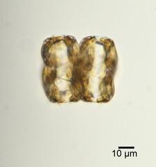 Actinoptychus senarius