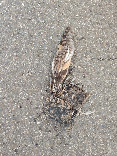 Long-eared Owl