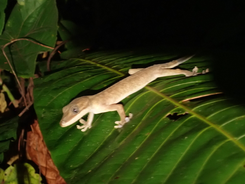 Lined Gecko, Gekko vittatus