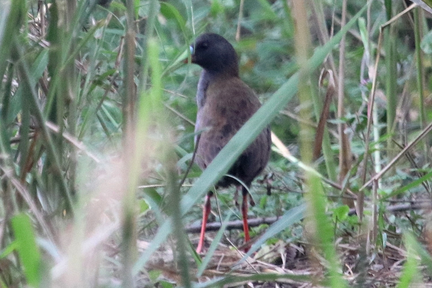 Pardirallus image