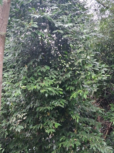 Ficus ampelas iNat (3)