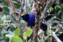 Iridosornis rufivertex