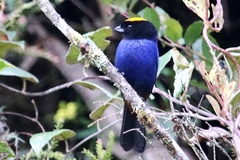 Iridosornis rufivertex