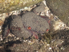 Eriphides hispida