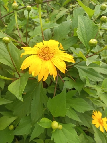 Jerusalem artichoke