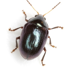 Brachypnoea lecontei
