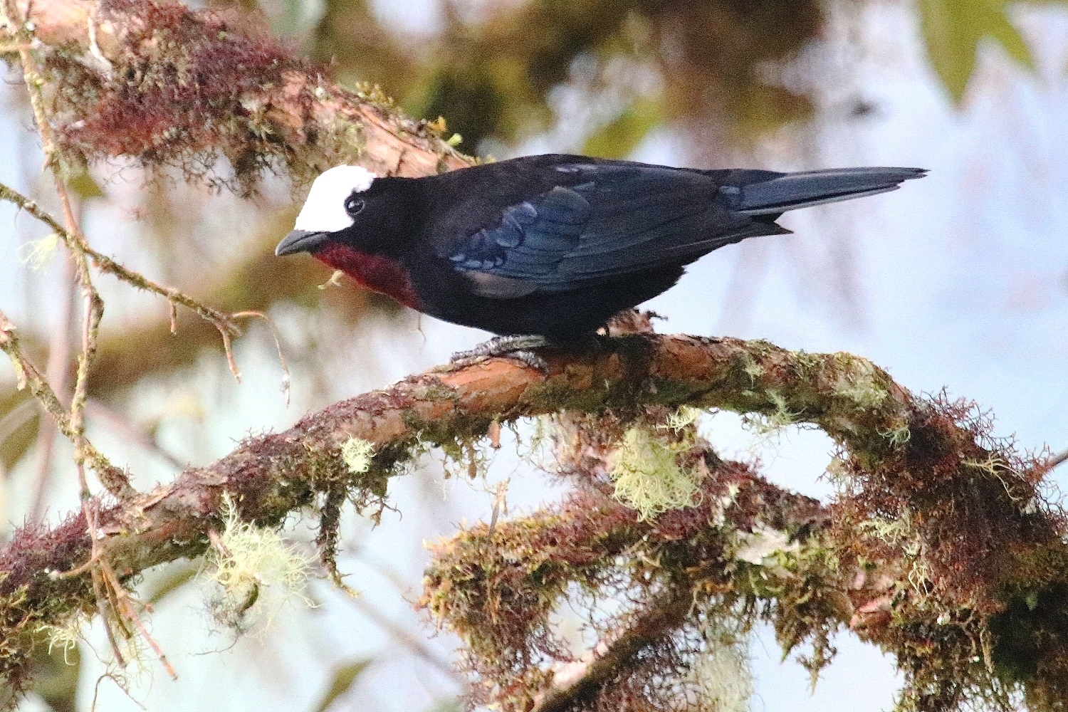 Sericossypha albocristata image