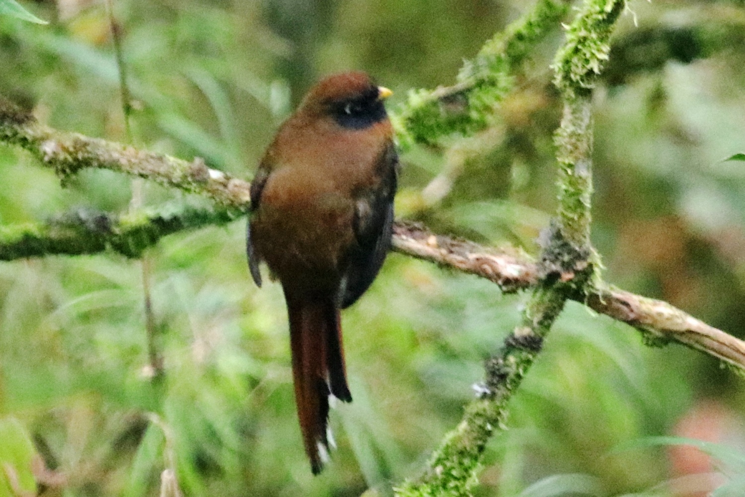 Trogon personatus image