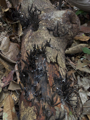 Xylaria allantoidea