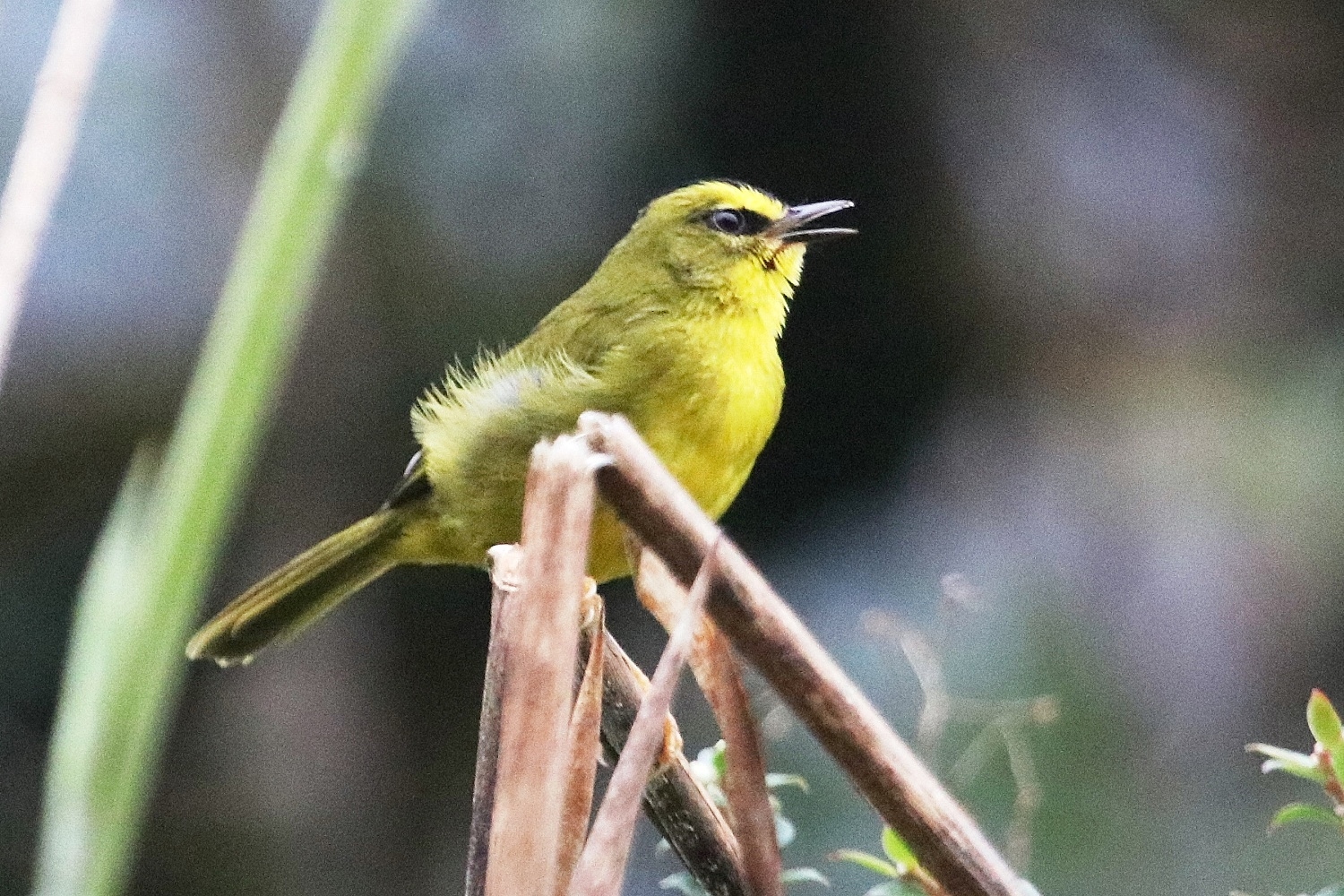 Myiothlypis nigrocristata image