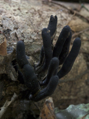 Xylaria allantoidea