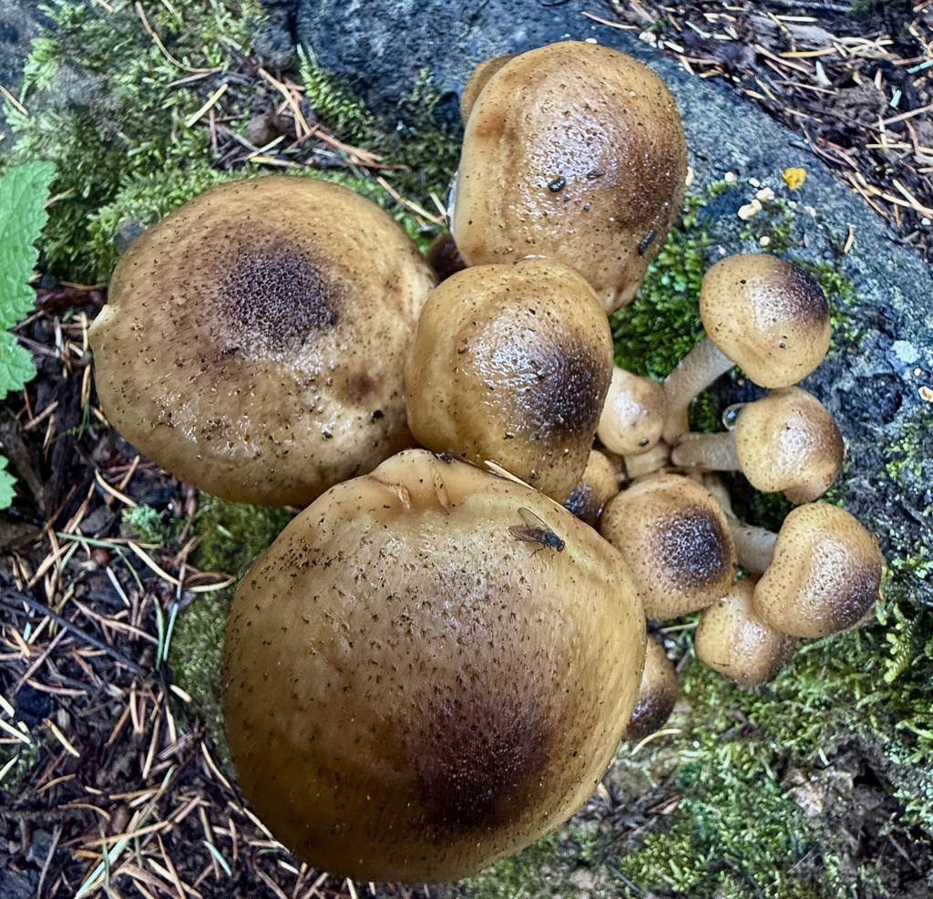 Armillaria mellea · November 2025 · photo: © hllrnnr (iNaturalist, cc0)