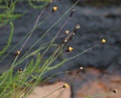 Xyris capensis