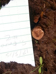 Lycoperdon dermoxanthum