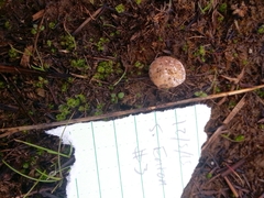 Lycoperdon dermoxanthum
