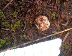 Lycoperdon dermoxanthum