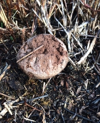 Lycoperdon dermoxanthum