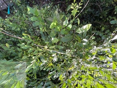 Ventilago elegans, photograph (c) 謝麗霦, some rights reserved (CC BY)