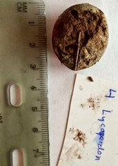 Lycoperdon dermoxanthum