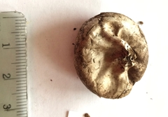 Lycoperdon dermoxanthum