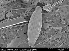 Halamphora coffaeiformis