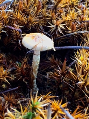Pholiota brunnescens