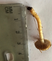 Pholiota brunnescens