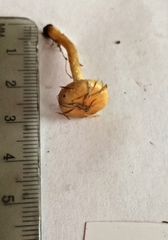 Pholiota brunnescens