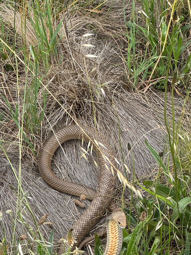 Eastern Brown Snake sighting