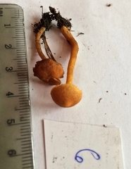 Gymnopilus decipiens