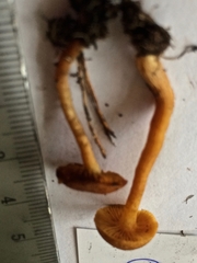 Gymnopilus decipiens
