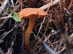 Gymnopilus decipiens