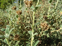 Phlomis lanata