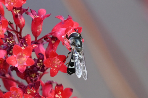 Unknown species found near Sierra Vista Southeast, AZ, USA