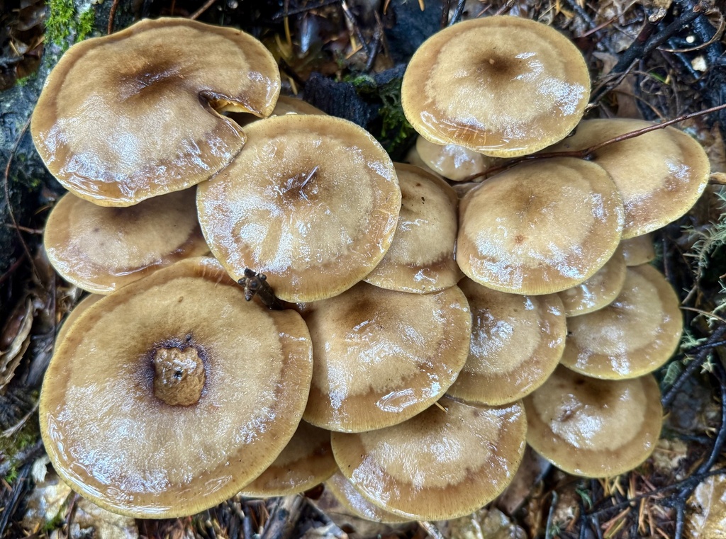 Armillaria mellea · November 2025 · photo: © hllrnnr (iNaturalist, cc0)