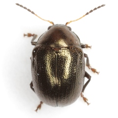 Brachypnoea lecontei