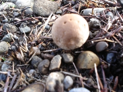 Lycoperdon dermoxanthum