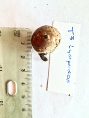 Lycoperdon dermoxanthum