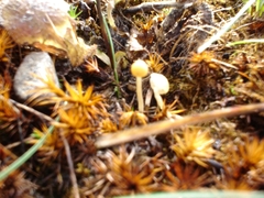 Psathyrella flexispora