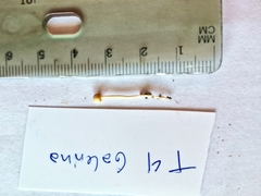 Psathyrella flexispora