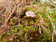 Rhodocybe caelata