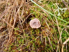 Rhodocybe caelata