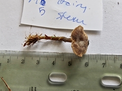 Rhodocybe caelata