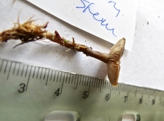 Rhodocybe caelata
