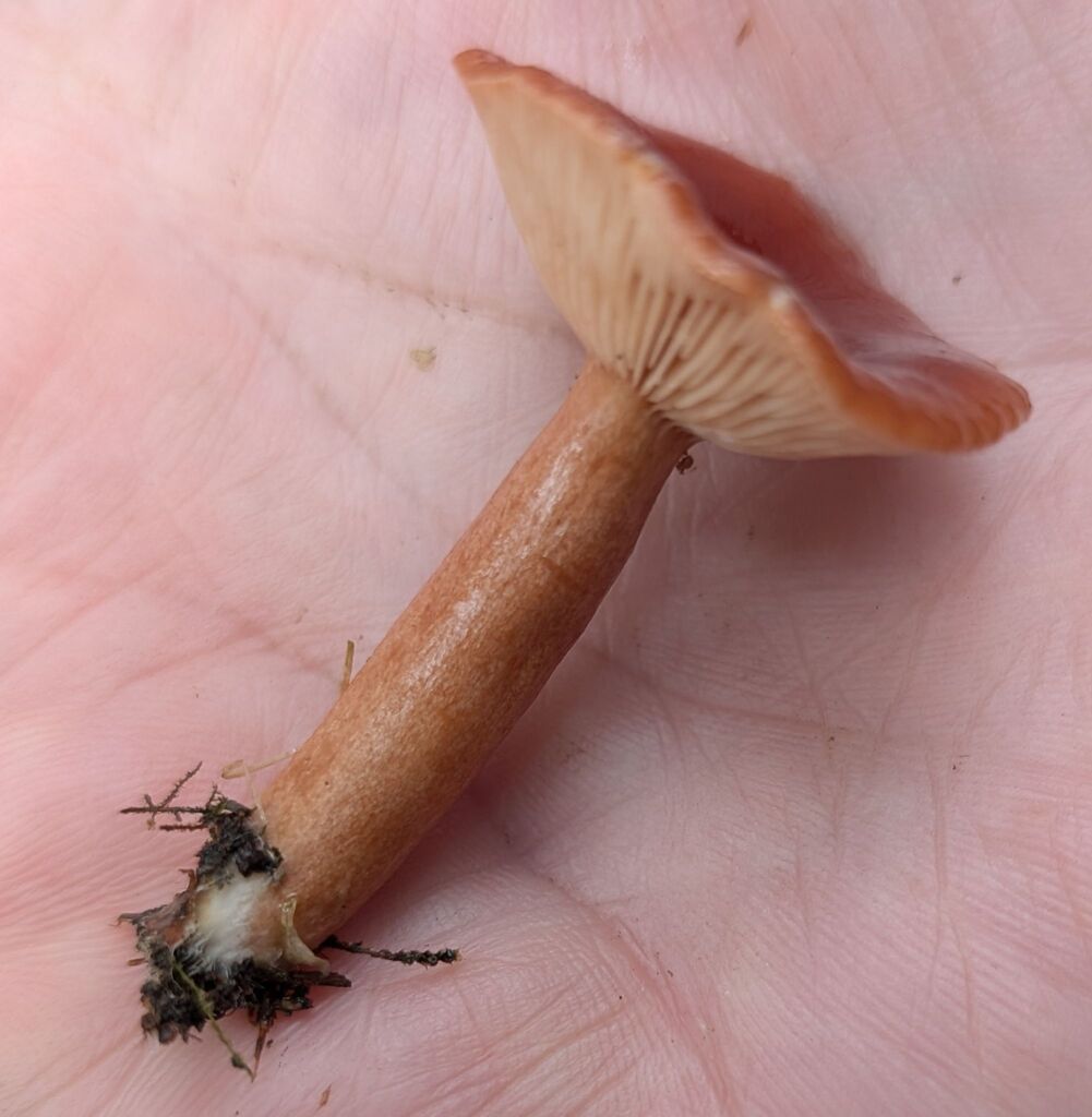 Lactarius subviscidus · November 2025 · photo: © michaelshan (iNaturalist, cc-by-nc)
