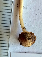 Psathyrella flexispora