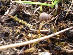 Psathyrella flexispora